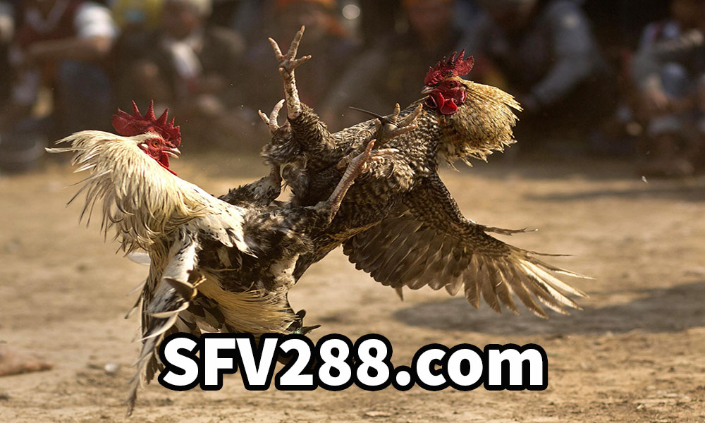 Tại sao nên đăng ký đại lý SFV288.com?