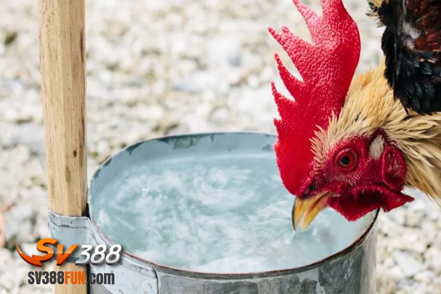 Cho gà uống nước gừng có lợi ích gì?